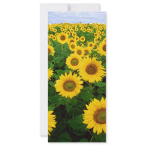 Sunflowers Full Color Rack Card