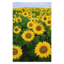 Sunflowers Stationery Design