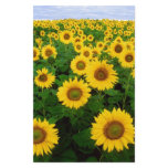Sunflowers Stationery Design