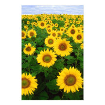Sunflowers Stationery Design