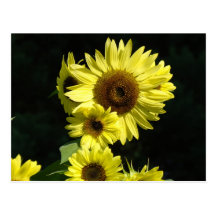 SUNFLOWERS SUN FLOWERS POST CARDS POST CARD