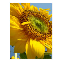 SUNFLOWERS SUN FLOWERS POST CARDS POST CARD