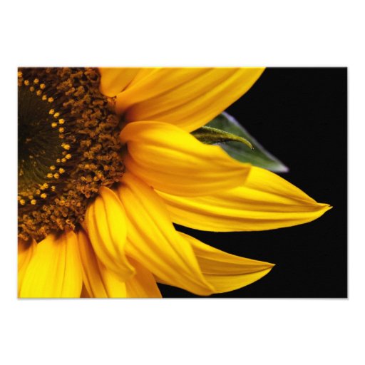 Sunflowers - Sunflower Customized Template Blank Invites