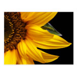 Sunflowers - Sunflower Customized Template Blank Post Card