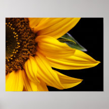 Sunflowers - Sunflower Customized Template Blank Print