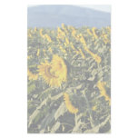Sunflowers, Tuscany, Italy Stationery