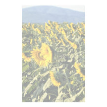 Sunflowers, Tuscany, Italy Stationery