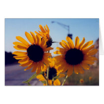 Sunflowers upclose_edited cards by nyksla Sunflowers upclose_edited cards