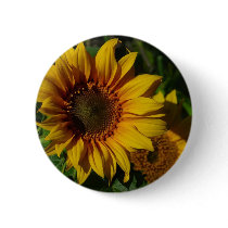 Sunflowers Yellow buttons