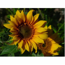 Sunflowers Yellow photo sculptures