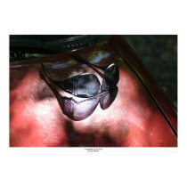 Sunglasses on Car Hood posters
