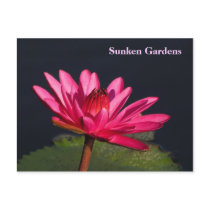 Sunken Gardens pink water lily #93N  093 Post Cards
