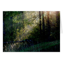 Sunlight Card by palmateera Sunlight Card