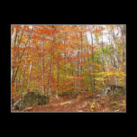 Sunlight Dappled Fall Trail Postcard