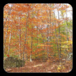 Sunlight Dappled Fall Trail Sticker