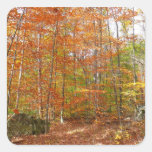 Sunlight Dappled Fall Trail Sticker