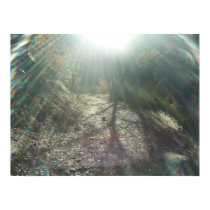 Sunlight In The Forest posters