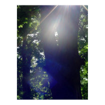 Sunlight in the Forest posters