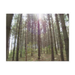 Sunlight in the pines