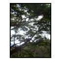Sunlight in the Trees posters