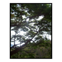 Sunlight in the Trees posters by tallone Sunlight in the Trees posters