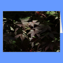 Sunlight on Leaves cards