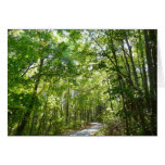 Sunlight on Wooded Path Card