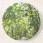 Sunlight on Wooded Path Coaster