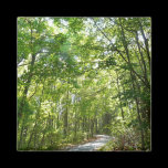 Sunlight on Wooded Path Magnet