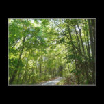 Sunlight on Wooded Path Postcard