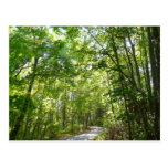 Sunlight on Wooded Path Postcard