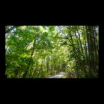 Sunlight on Wooded Path Print
