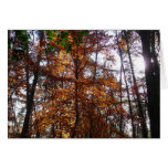Sunlight Through Fall Tree Card