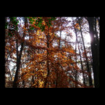 Sunlight Through Fall Tree Photography Print