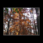 Sunlight Through Fall Tree Postcard