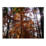 Sunlight Through Fall Tree Postcard