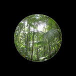 Sunlight Through Rain Forest Canopy Magnet