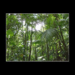 Sunlight Through Rain Forest Canopy Postcard