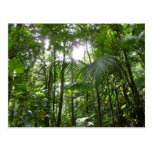 Sunlight Through Rain Forest Canopy Postcard