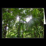 Sunlight Through Rainforest Canopy Card