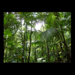 Sunlight Through Rainforest Canopy Print