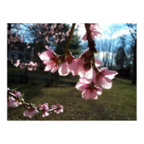 Sunlight Through the Cherry Blossoms posters