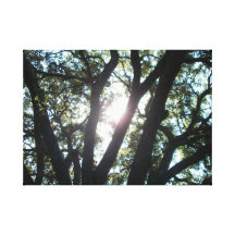 Sunlight Through the Oaks Wrapped Canvas Print