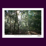 Sunlight Through the Pines