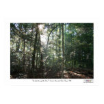 Sunlight Through the Pines