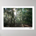 Sunlight Through the Pines posters
