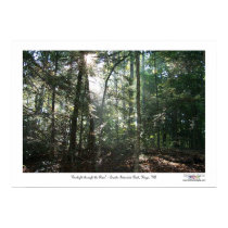 Sunlight Through the Pines posters