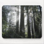 Sunlight through the Redwoods Mouse Mats