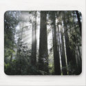 Sunlight through the Redwoods mousepads by BlueSciFiPsycho Sunlight through the Redwoods mousepads