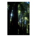 Sunlight through the Redwoods posters